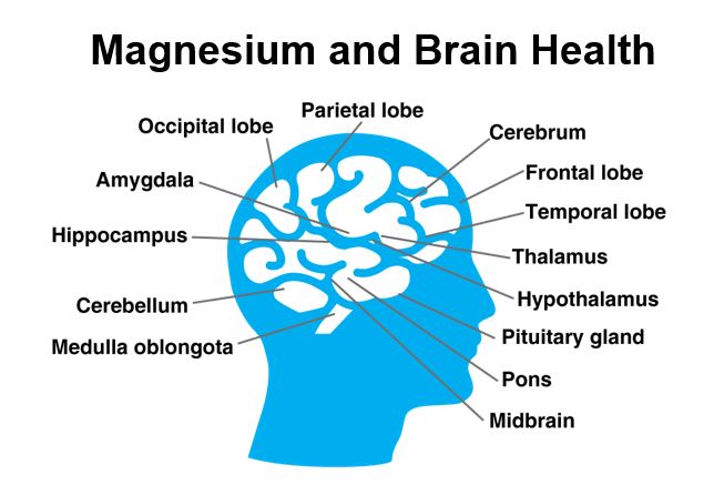 Diagram showing labeled brain regions related to magnesium and brain health.